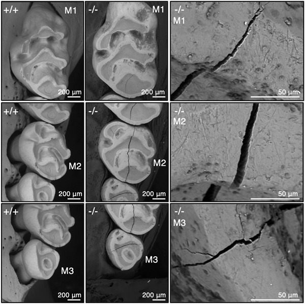 von Willebrand factor D and EGF domains regulate ameloblast differentiation and enamel formation