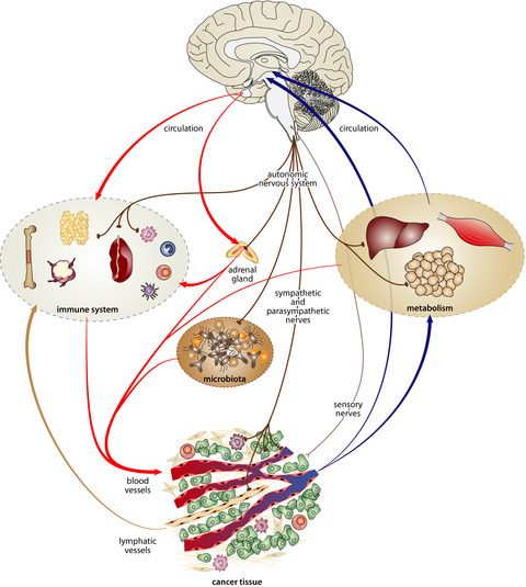 Neurobiology of cancer: Definition, historical overview, and clinical implications