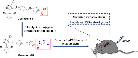 Discovery of a novel and orally active Farnesoid X receptor agonist for the protection of acetaminophen‐induced hepatotoxicity