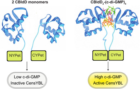 BldD‐based bimolecular fluorescence complementation for in vivo detection of the second messenger cyclic di‐GMP