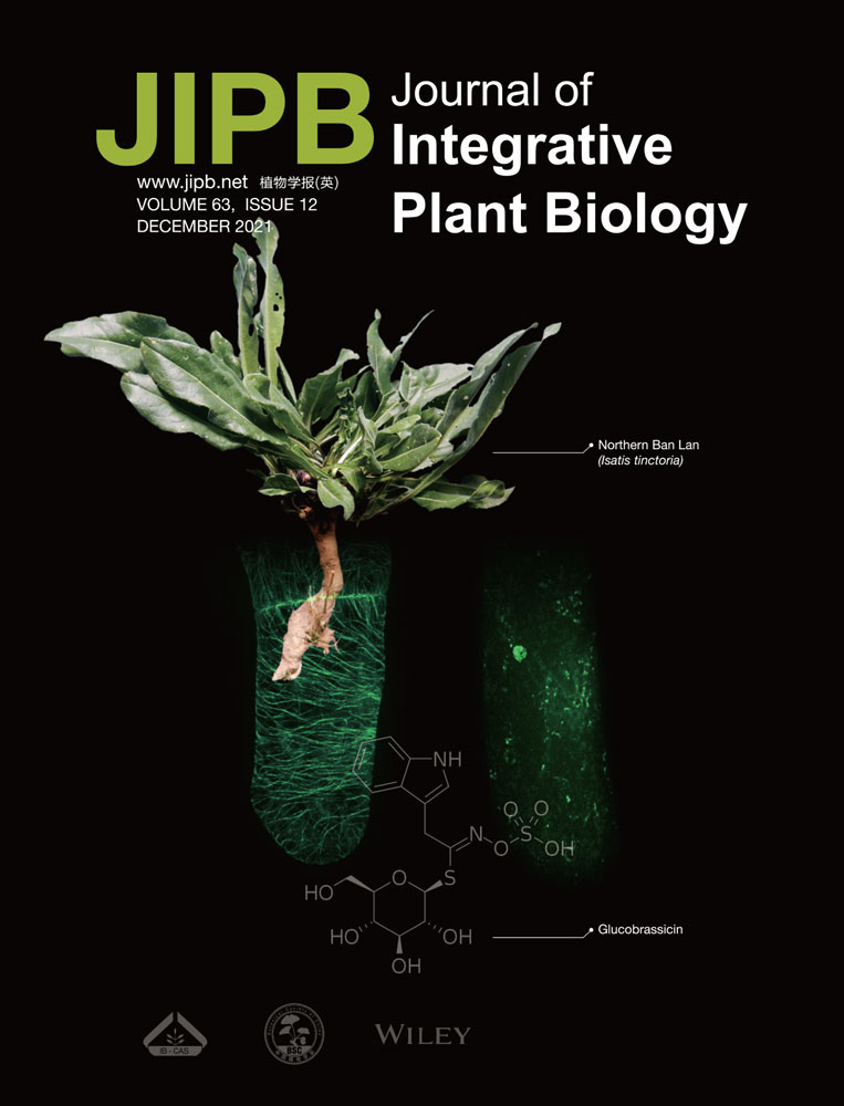 Mechanisms underlying legume–rhizobium symbiose