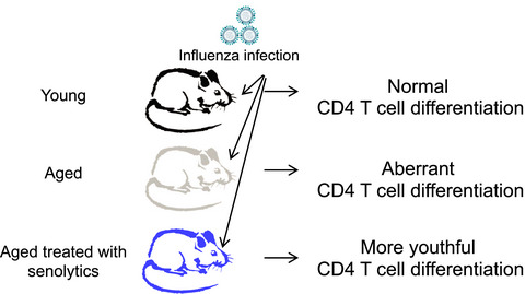 Senescence‐induced changes in CD4 T cell differentiation can be alleviated by treatment with senolytics
