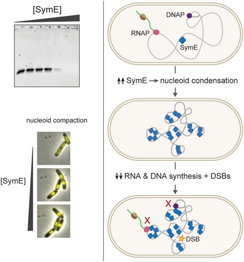 Escherichia coli SymE is a DNA‐binding protein that can condense the nucleoid