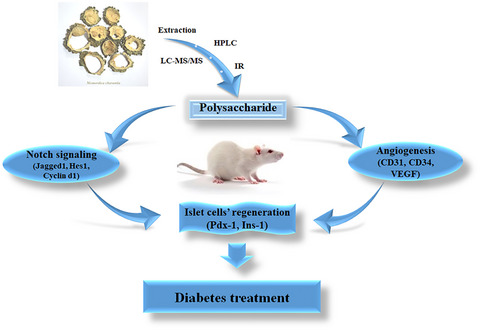 Modulation of Notch signaling and angiogenesis via an isolated polysaccharide from Momordica charantia in diabetic rats