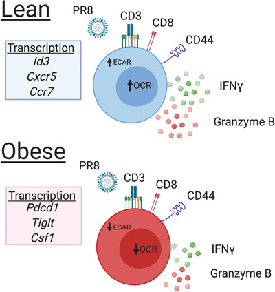 Metabolic and functional impairment of CD8+ T cells from the lungs of influenza‐infected obese mice