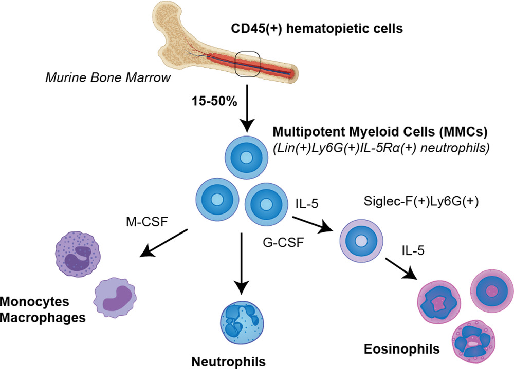 More than neutrophils: Lin(+)Ly6G(+)IL‐5Rα(+) multipotent myeloid cells (MMCs) are dominant in normal murine bone marrow and retain capacity to differentiate into eosinophils and monocytes