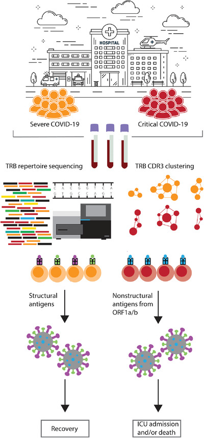TRB sequences targeting ORF1a/b are associated with disease severity in hospitalized COVID‐19 patients