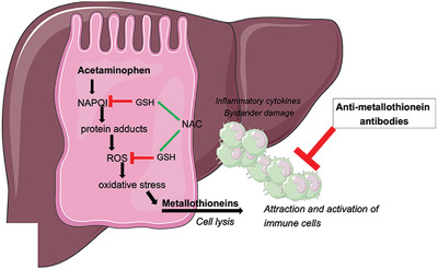 Metallothioneins alter macrophage phenotype and represent novel therapeutic targets for acetaminophen‐induced liver injury