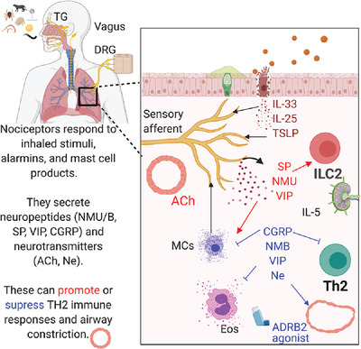 Neuroimmune regulatory networks of the airway mucosa in allergic inflammatory disease