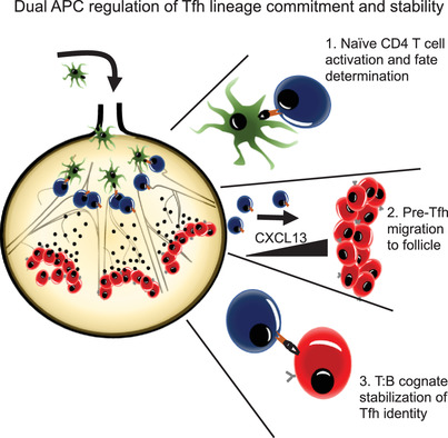 A review of signaling and transcriptional control in T follicular helper cell differentiation