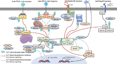 K27‐linked noncanonic ubiquitination in immune regulation