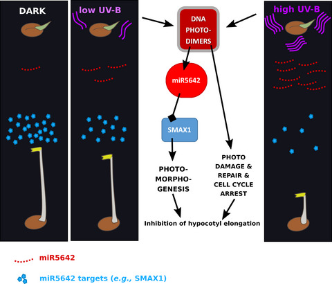 UV‐B Irradiation Results in Inhibition of Hypocotyl Elongation, Cell Cycle Arrest, and Decreased Endoreduplication Mediated by miR5642