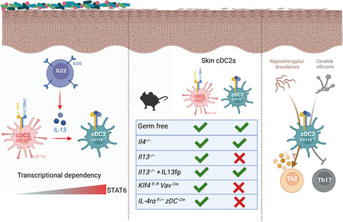 ILC2‐derived IL‐13 promotes skin cDC2 diversity