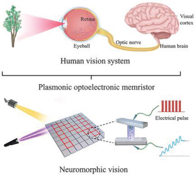 Plasmonic Optoelectronic Memristor Enabling Fully Light‐Modulated Synaptic Plasticity for Neuromorphic Vision