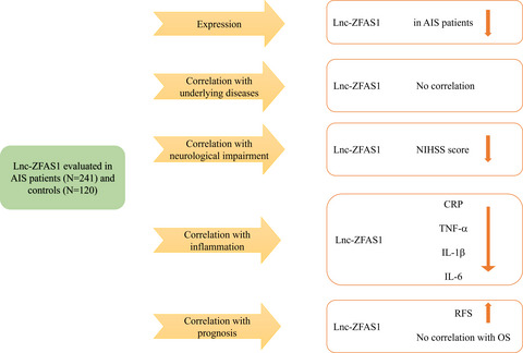 The role of blood lnc‐ZFAS1 in acute ischemic stroke: correlation with neurological impairment, inflammation, and survival profiles