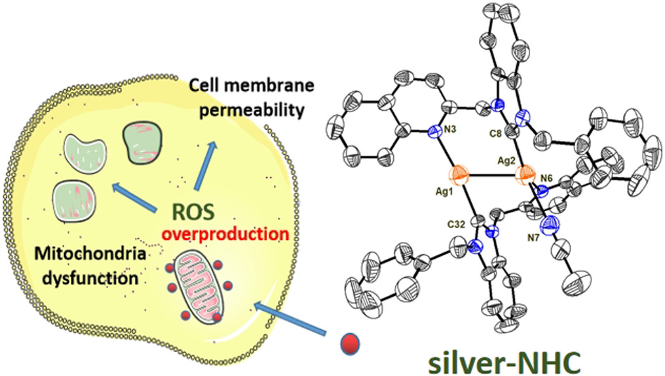 Multinuclear silver N‐heterocyclic carbene complexes provoke potent anticancer activity via mitochondrial dysfunction and cell necrosis induction