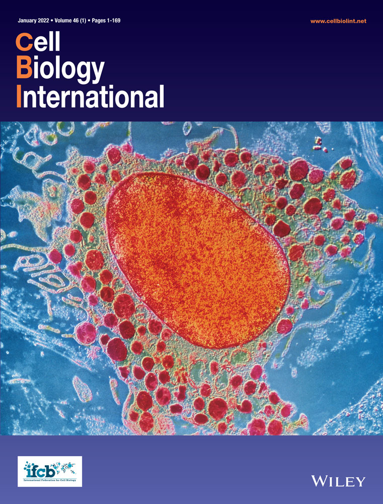 TRIM7 suppresses cell invasion and migration through inhibiting HIF‐1α accumulation in clear cell renal cell carcinoma