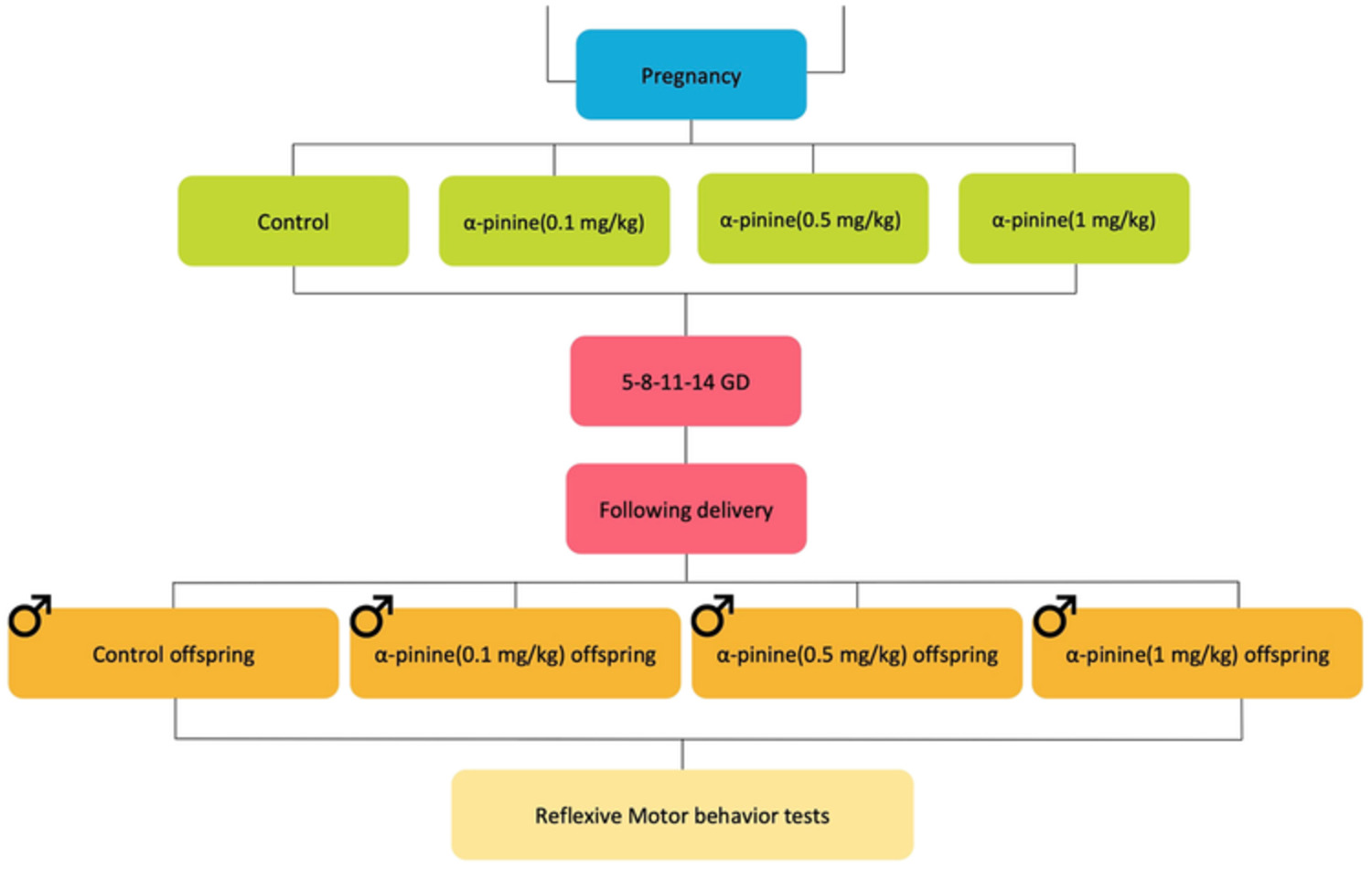 Prenatal exposure to α‐pinine improves reflexive motor behaviours in mice offspring