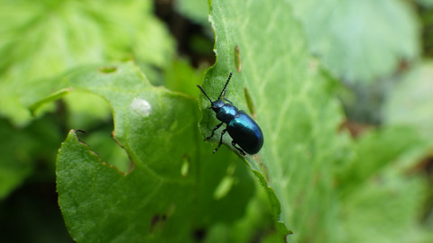 Intraspecific interaction of host plants leads to concentrated distribution of a specialist herbivore through metabolic alterations in the leaves