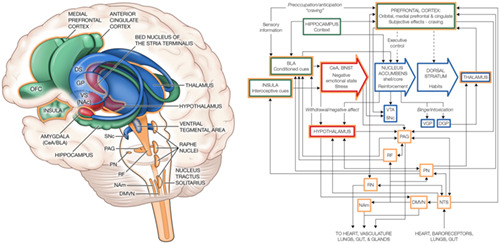 Closing the brain–heart loop: Towards more holistic models of addiction and addiction recovery