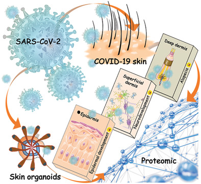 Establishment of Human Pluripotent Stem Cell‐Derived Skin Organoids Enabled Pathophysiological Model of SARS‐CoV‐2 Infection