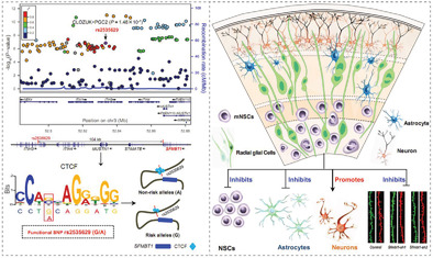 Regulatory Variant rs2535629 in ITIH3 Intron Confers Schizophrenia Risk By Regulating CTCF Binding and SFMBT1 Expression