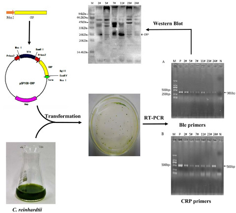 Heterologous expression of human C‐reactive protein in the green alga Chlamydomonas reinhardtii
