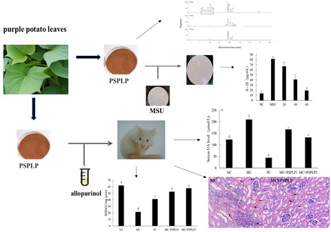 In vitro and in vivo ameliorative effects of polyphenols from purple potato leaves on renal injury and associated inflammation induced by hyperuricemia