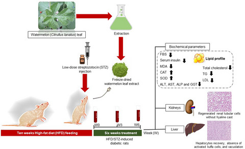 Watermelon (Citrullus lanatus) leaf extract attenuates biochemical and histological parameters in high‐fat diet/streptozotocin‐induced diabetic rats