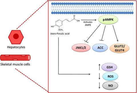 Trans‐ferulic acid attenuates hyperglycemia‐induced oxidative stress and modulates glucose metabolism by activating AMPK signaling pathway in vitro