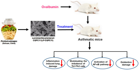 Oral administration of Lactobacillus plantarum CQPC11 attenuated the airway inflammation in an ovalbumin (OVA)‐induced Balb/c mouse model of asthma