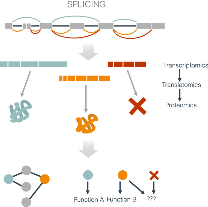 Uncovering the impacts of alternative splicing on the proteome with current omics techniques
