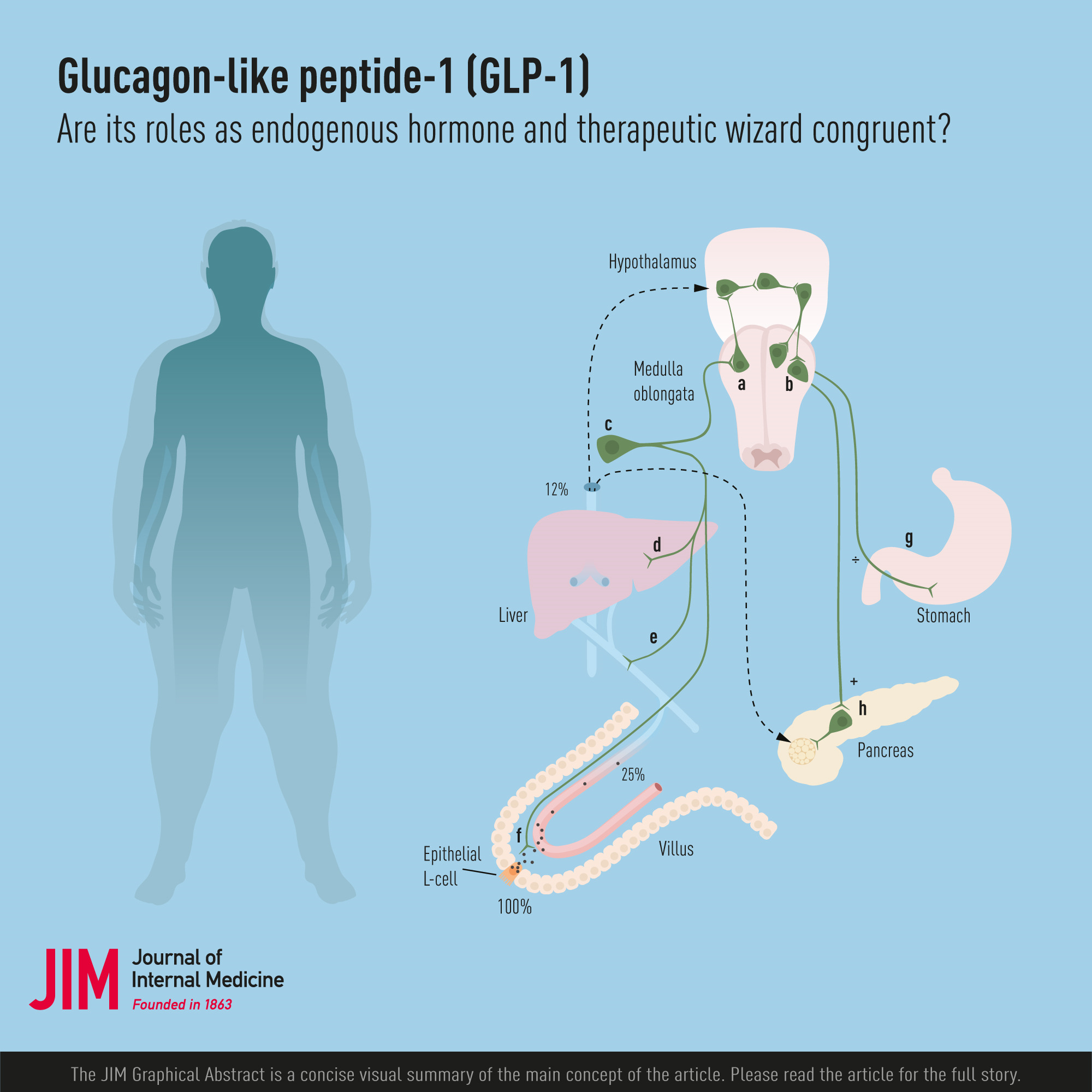 Glucagon‐like peptide‐1 (GLP‐1) – are its roles as endogenous hormone and therapeutic wizard congruent?