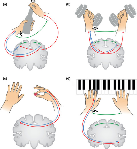 Neural coordination of bilateral power and precision finger movements