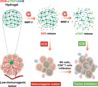 Activation of Cascade‐Like Antitumor Immune Responses through In Situ Doxorubicin Stimulation and Blockade of Checkpoint Coinhibitory Receptor TIGIT