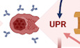 The Sec61 translocon is a therapeutic vulnerability in multiple myeloma