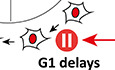 CDK4/6 inhibitors induce replication stress to cause long‐term cell cycle withdrawal