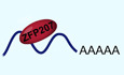 ZFP207 sustains pluripotency by coordinating OCT4 stability, alternative splicing and RNA export