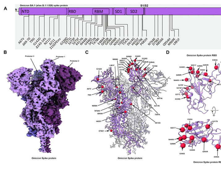 SARS-CoV-2 Omicron variant: Antibody evasion and cryo-EM structure of spike protein–ACE2 complex