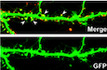 LAMTOR1 inhibition of TRPML1‐dependent lysosomal calcium release regulates dendritic lysosome trafficking and hippocampal neuronal function