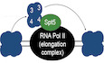 Spt5 histone binding activity preserves chromatin during transcription by RNA polymerase II