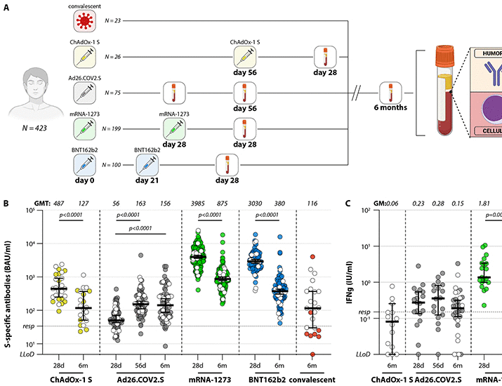 Divergent SARS CoV-2 Omicron-reactive T- and B cell responses in COVID-19 vaccine recipients