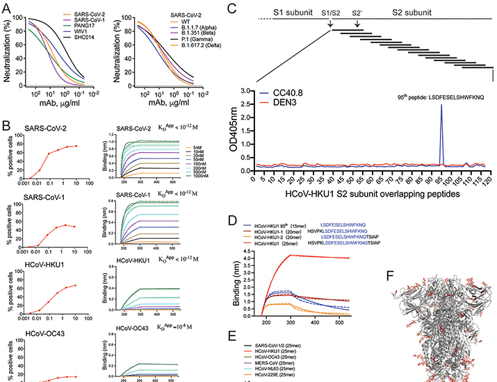 A human antibody reveals a conserved site on beta-coronavirus spike proteins and confers protection against SARS-CoV-2 infection