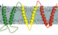 How physical forces drive the process of helical membrane protein folding