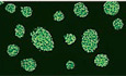 The mTORC1‐eIF4F axis controls paused pluripotency