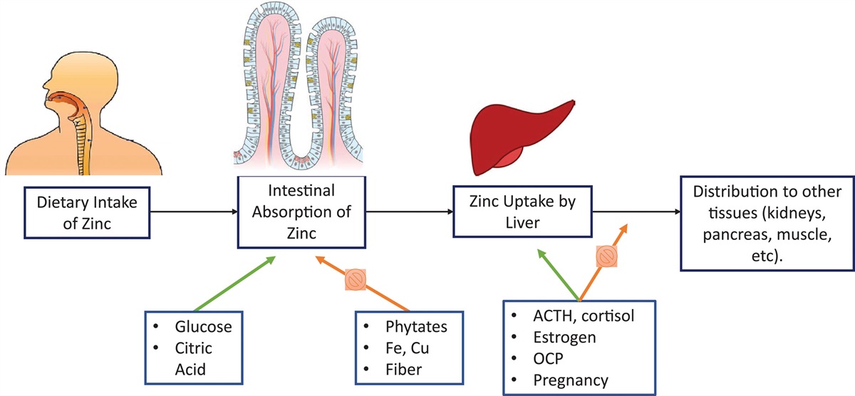 The Role of Zinc in Cardiovascular Disease
