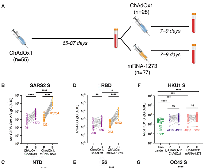 Broad anti-SARS-CoV-2 antibody immunity induced by heterologous ChAdOx1/mRNA-1273 vaccination