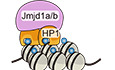 HP1 maintains protein stability of H3K9 methyltransferases and demethylases