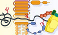 Order through destruction: how ER‐associated protein degradation contributes to organelle homeostasis