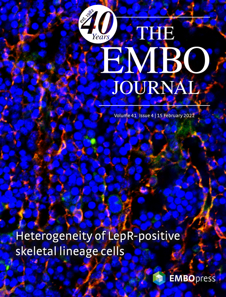 TLR2 and TLR7 mediate distinct immunopathological and antiviral plasmacytoid dendritic cell responses to SARS‐CoV‐2 infection